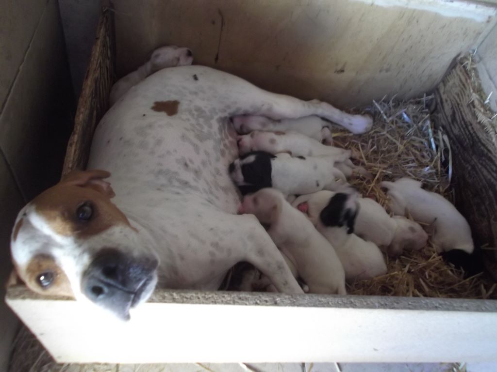 de l'espinauguet de saint ague - Naissance chiots Jade/Léto