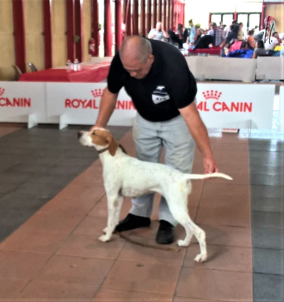 de l'espinauguet de saint ague - IDIA championne internationale de beauté