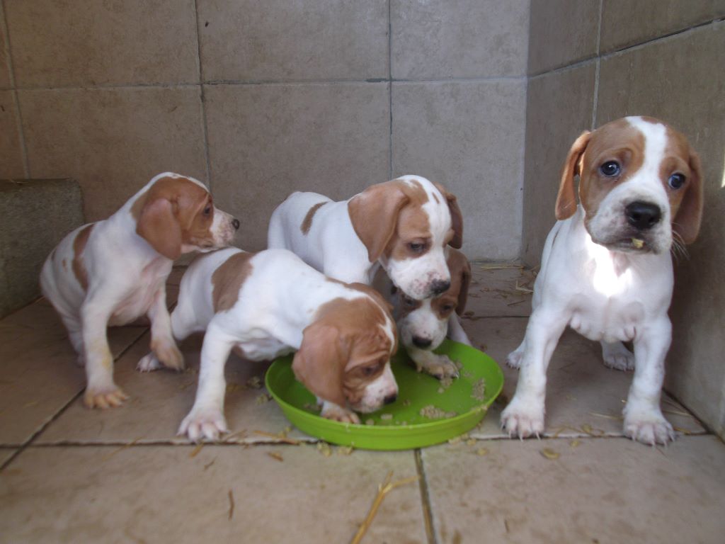 de l'espinauguet de saint ague - Naissance chiots Idylle/Larzac