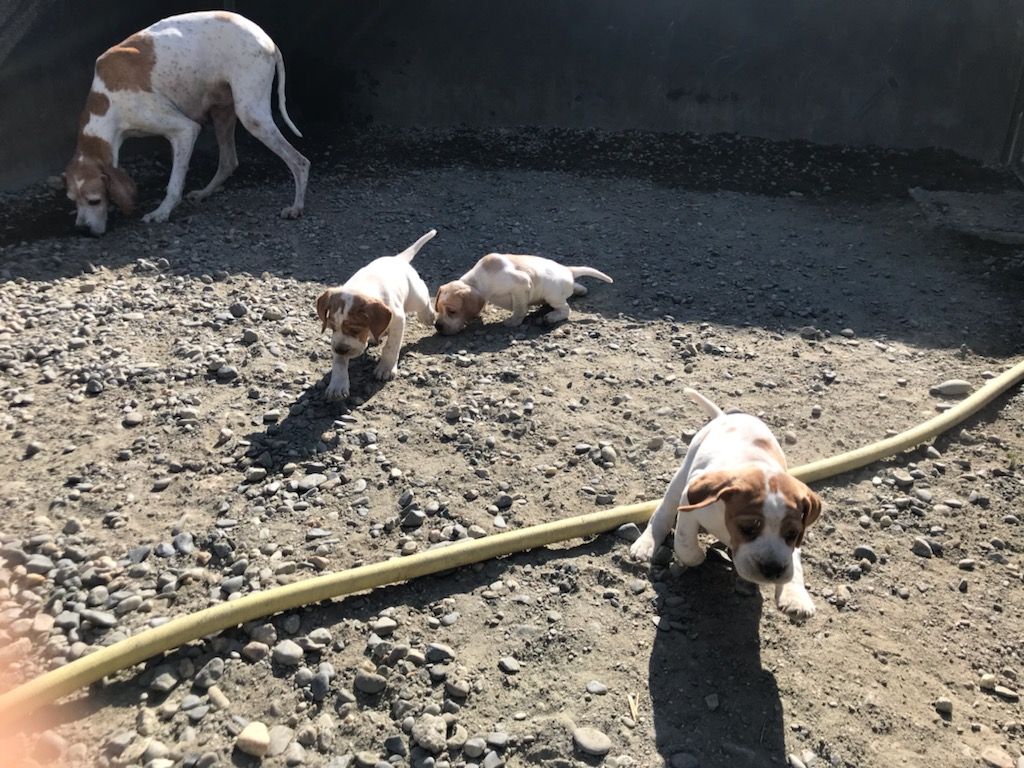 de l'espinauguet de saint ague - Portée NOVAK et MAYA 2021